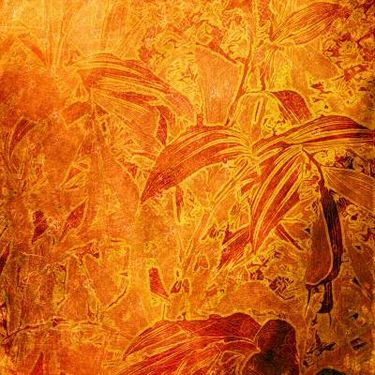 بکگراند با زمینه گل نارنجی و قرمز 