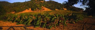 مزرعه کشاورزی 2