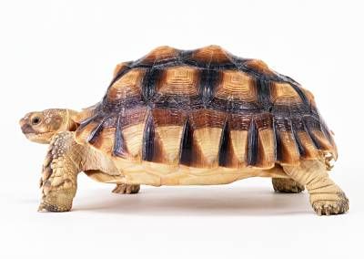 لاک پشت خزندگان 3