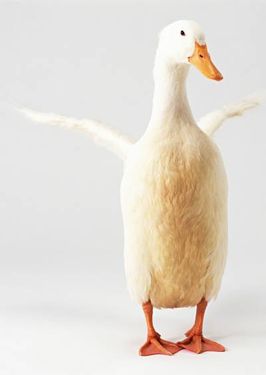 مرغابی اردک سفید