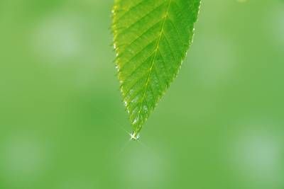 برگ قطره آب 2