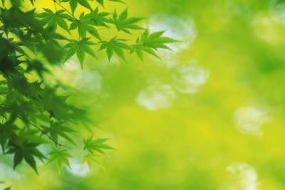 شاخه برگ درخت 2