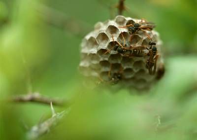 طبیعت کندو زنبور عسل
