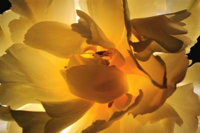 طبیعت گل گلبرگ زرد