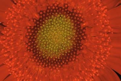 طبیعت گل گلبرگ نارنجی