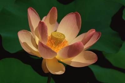 طبیعت گل گلبرگ صورتی