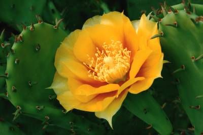 طبیعت گل گلبرگ زرد 2