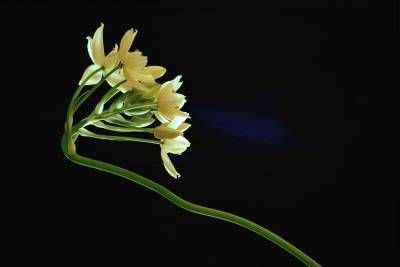 طبیعت گل گلبرگ سفید