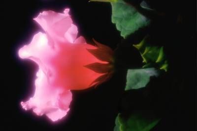 طبیعت گل صورتی