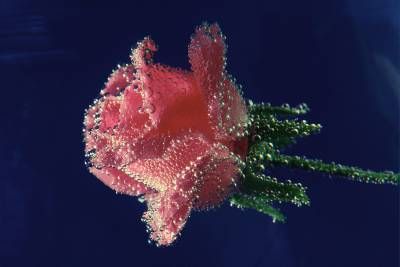 طبیعت گل صورتی خیس