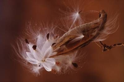 طبیعت گل قاصدک 2