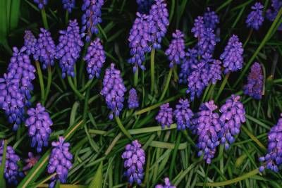 طبیعت گل بنفش