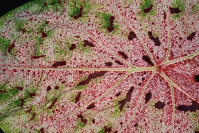 برگ و رگبرگ