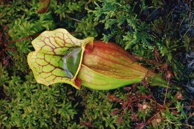 طبیعت گل زیبا 2