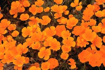 طبیعت گل نارنجی زیبا