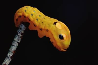 موجودات زنده کرم