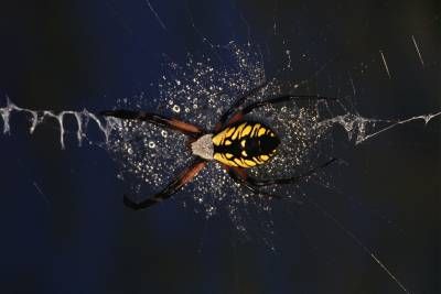 حشرات عنکبوت