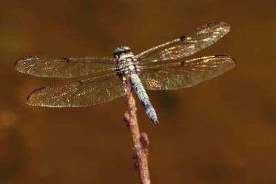 حشرات قاصدک