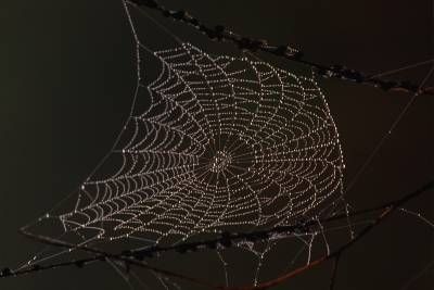 حشرات تار عنکبوت