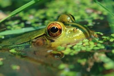 غورباقه دوزیست