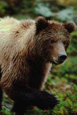 حیات وحش خرس