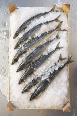 آشپزی ماهی غذای دریایی یخ