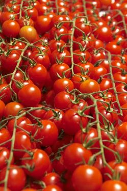 گوجه فرنگی رب کشاورزی