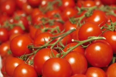 گوجه فرنگی رب کشاورزی 2
