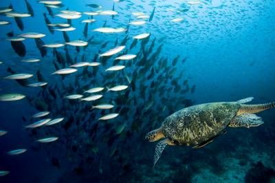 دریا اقیانوس ماهی لاکپشت
