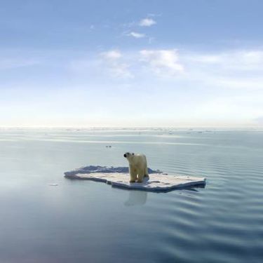 دریا اقیانوس خرس قطبی یخ