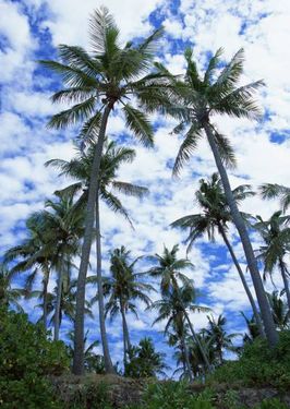 منظره طبیعت درخت نخل