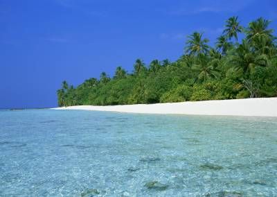 درخت نخل آسمان 1