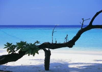 ساحل اقیانوس شاخه درخت