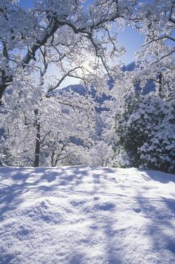 درخت منظره برف زمستان