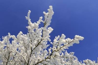 درخت منظره برف زمستان 1