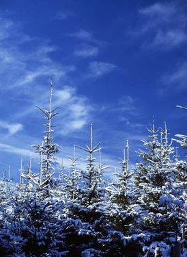 درخت برف زمستان