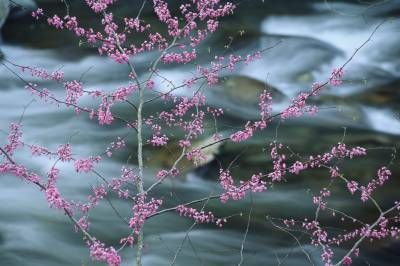 درخت شکوفه بهار رودخانه