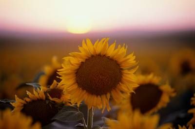 طبیعت گل آفتابگردان 1