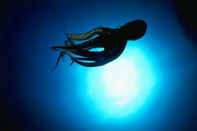 اعماق اقیانوس ماهی هشت پا