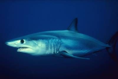 اعماق اقیانوس ماهی کوسه 1