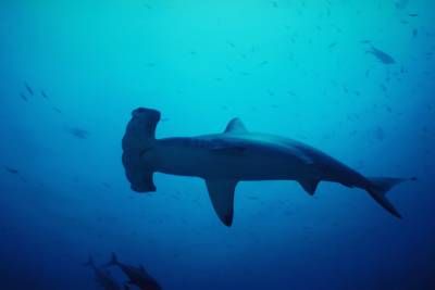 اعماق اقیانوس چکش ماهی