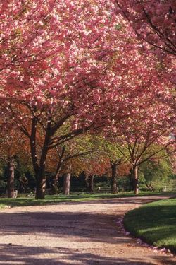باغ درخت شکوفه طبیعت بهار