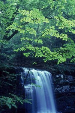 جنگل منظره آبشار طبیعت بهار