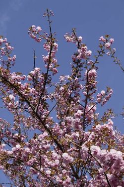 درخت شکوفه طبیعت بهار