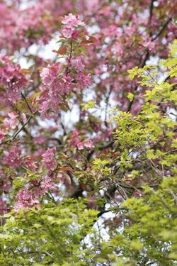 درخت شکوفه طبیعت بهار 1