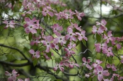 درخت شکوفه طبیعت بهار 2