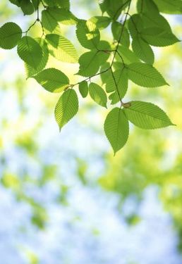 برگ درخت طبیعت تابستان