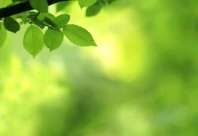 برگ درخت طبیعت تابستان 2