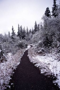 راه جنگل منظره طبیعت زمستان