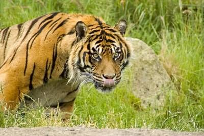 حیات وحش جنگل پلنگ حیوان